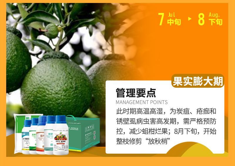 此時期高溫高濕，為炭疽、瘡癡和銹壁虱病蟲害高發(fā)期，需嚴(yán)格預(yù)防控，減少蛆柑爛果;8月下旬，開始整枝修剪“放秋梢”
