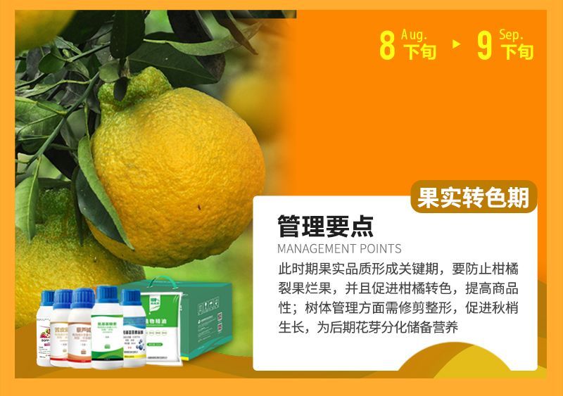 此時(shí)期果實(shí)品質(zhì)形成關(guān)鍵期，要防止柑橘裂果爛果，并且促進(jìn)柑橘轉(zhuǎn)色，提高商品性;樹體管理方面需修剪整形，促進(jìn)秋梢生長，為后期花芽分化儲(chǔ)備營養(yǎng)