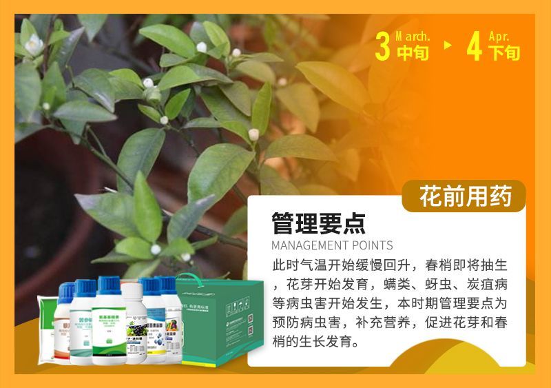 此時(shí)氣溫開始緩慢回升，春梢即將抽生花芽開始發(fā)育，蠕類、蚜蟲、炭疽病等病蟲害開始發(fā)生，本時(shí)期管理要點(diǎn)為預(yù)防病蟲害，補(bǔ)充營(yíng)養(yǎng)，促進(jìn)花芽和春梢的生長(zhǎng)發(fā)育。