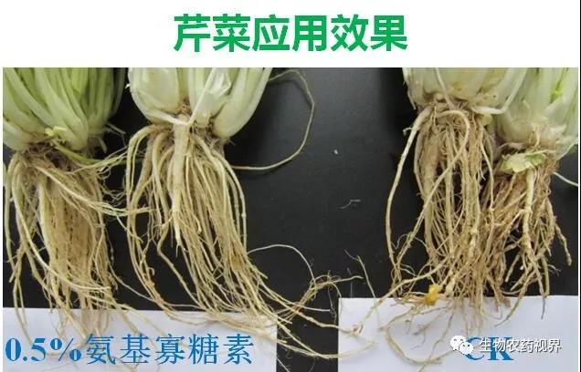 氨基寡糖素 - 植物的免疫衛(wèi)士，根結(jié)線蟲的克星