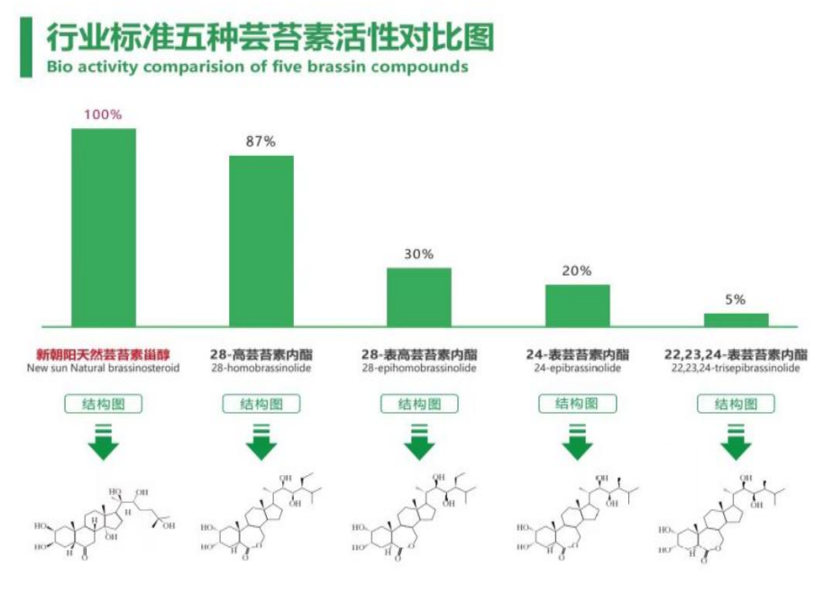 小麥拌種選新朝陽(yáng)天然蕓苔素，讓小麥高產(chǎn)贏在起跑線(xiàn)上?。ㄐ←溤谑裁磿r(shí)候用蕓苔素效果最佳）