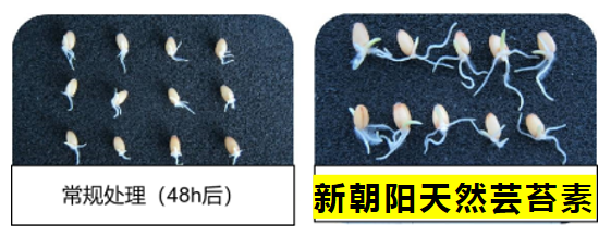 小麥拌種選新朝陽(yáng)天然蕓苔素，讓小麥高產(chǎn)贏在起跑線(xiàn)上?。ㄐ←溤谑裁磿r(shí)候用蕓苔素效果最佳）