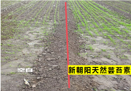 小麥拌種選新朝陽(yáng)天然蕓苔素，讓小麥高產(chǎn)贏在起跑線(xiàn)上?。ㄐ←溤谑裁磿r(shí)候用蕓苔素效果最佳）